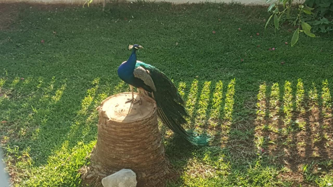 Villa Per Mare Loutra Oraias Elenis Esterno foto